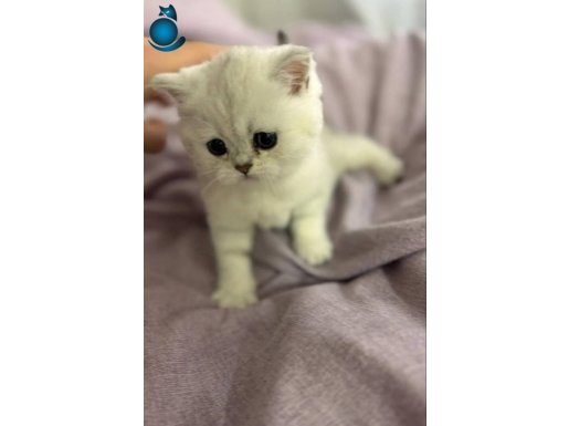 Böyle güzel assil top kafa boncuklar yuvanıza uğur getirsin