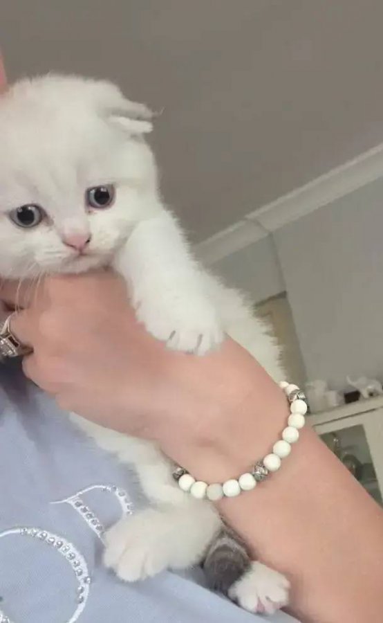 Sccotish bayram şekeri inci tanelerim yuva arıyor