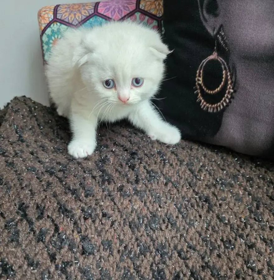 Sccotish bayram şekeri inci tanelerim yuva arıyor