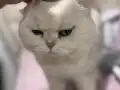 Sccotish bayram şekeri inci tanelerim yuva arıyor