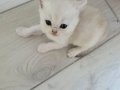 Tüm eğitimi ve iç dış aşı tam kaçmaz kartopu ponçikler