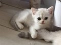 Muhteşem inci tanelerim uğur getirsin