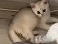 Muhteşem inci tanelerim uğur getirsin