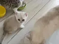 Muhteşem inci tanelerim uğur getirsin