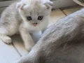 Sağlık garantili kırık ve dik kulaklı safkan  boncuklarım