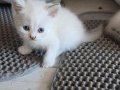 Sağlık garantili kırık ve dik kulaklı safkan boncuklarım