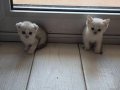 Sağlık garantili kırık ve dik kulaklı safkan boncuklarım