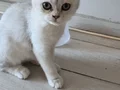 Sağlık garantili kırık ve dik kulaklı safkan boncuklarım