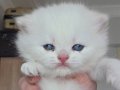 Safkan British Shorthair Aslan Surat Ny1133 Beyaz Kartanesi