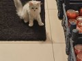 Tek baba 2ayrı anne muhteşem kalitede long ve shorthair