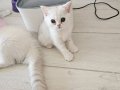 Muhteşem güzellikte ki pamuk boncuklarımın sizi bekliyor