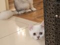 Tek baba 2ayrı anne muhteşem kalitede long ve shorthair
