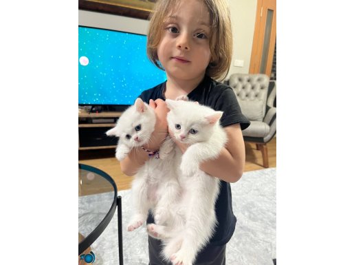 PAZARLIKSIZ TOPTAN FİYATLI SAFKAN YAVRULAR