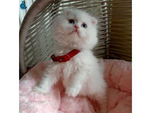 Muazzam Kalite scottish fold kar beyaz bebekler