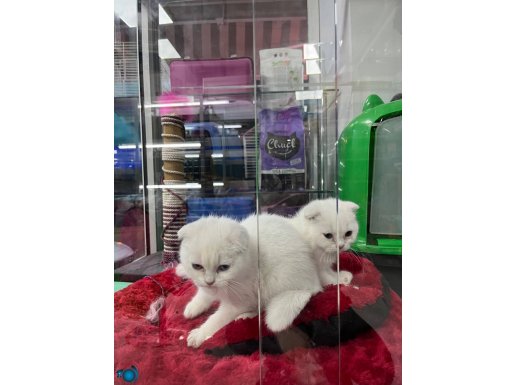 Karbeyaz kusursuz scottish fold melekler