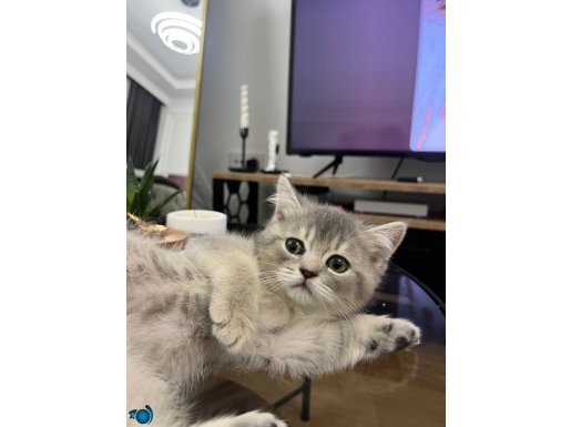 A KALİTE TABBY SİLVER BRİTİSH SHORTHAİR SAFKAN