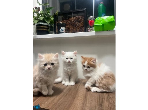 GERÇEK KALİTE İSTEYENE GOLDEN POİNT VE LYNX POİNT