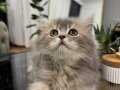 A KALİTE BRİTİSH SİLVER TABBY