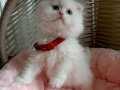 Muazzam Kalite scottish fold kar beyaz bebekler