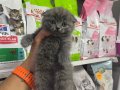 SİTENİN EN MÜKEMMEL YAVRUSU TOP KAFA SIFIR KULAK A++ KALİTE 