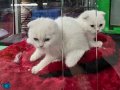 Karbeyaz kusursuz scottish fold melekler