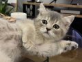 A KALİTE TABBY SİLVER BRİTİSH SHORTHAİR SAFKAN