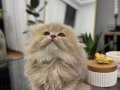 A KALİTE GOLDEN POİNT BEBEK