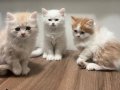 GERÇEK KALİTE İSTEYENE GOLDEN POİNT VE LYNX POİNT