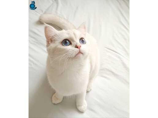 Scottish straight silver ns1133 kızımıza yuva arıyoruz