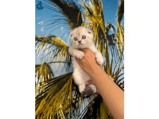 Safkan evraklı eğitimli Scottish fold bebekler 