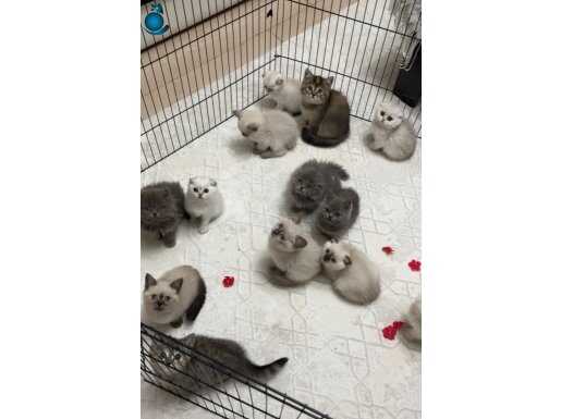 Ruhsatlı işletmeden garantili Antalya’nın en sevimli bebekle