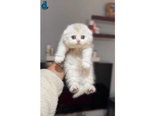 Ruhsatlı işletmeden üst kalite Silver shaded özel kediler 