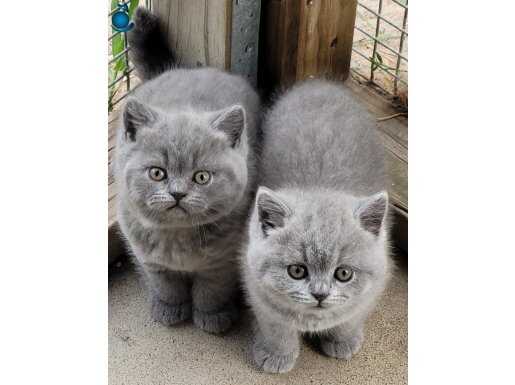 Evraklı Eğitimli ayı surat safkan British shorthairlar 