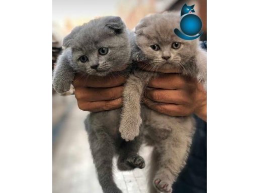 Safkan eğitimli garantili Scottish yavruları 