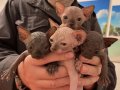 Bej, Tabby ve Gri Tonlu Safkan Sphynx Yavrular