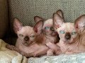 Bej, Tabby ve Gri Tonlu Safkan Sphynx Yavrular