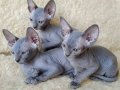 Bej, Tabby ve Gri Tonlu Safkan Sphynx Yavrular