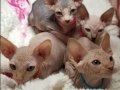 Bej, Tabby ve Gri Tonlu Safkan Sphynx Yavrular