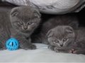 Tedy Eğitimli ırk ve sağlık garantili evraklı Scottish Fold 