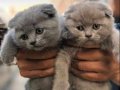 Tedy Eğitimli ırk ve sağlık garantili evraklı Scottish Fold 