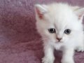 Tedy Eğitimli ırk ve sağlık garantili evraklı Scottish Fold 