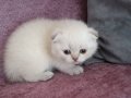 Tedy Eğitimli ırk ve sağlık garantili evraklı Scottish Fold 