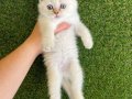Ayı surat safkan tombiş renk renk british bebekler 