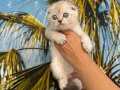 Safkan evraklı eğitimli Scottish fold bebekler 