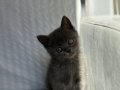 Ayı surat safkan tombiş renk renk british bebekler 