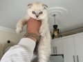 Eğitimli garantili ayı surat Scottish fold bebekler 