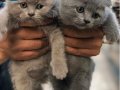 Eğitimli garantili  ayı surat Scottish fold bebekler 