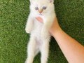 Eğitimli garantili ayı surat Scottish fold bebekler 