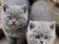 Evraklı Eğitimli ayı surat safkan British shorthairlar 