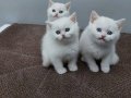 Ayı surat safkan tombiş renk renk british bebekler 